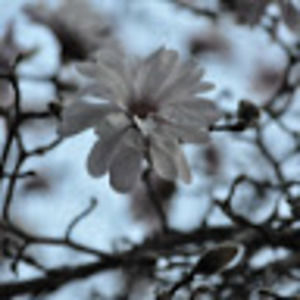 Meet your Posher, Celina